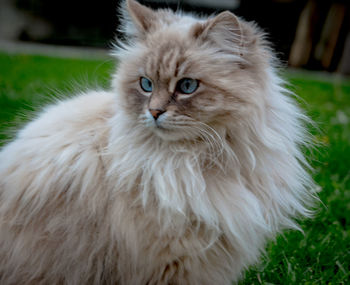 Close-up portrait of a cat