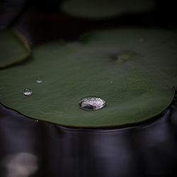 Close-up of raindrops on leaf