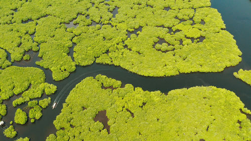 Tropical landscape with mangrove forest in wetland from above on siargao island, philippines.