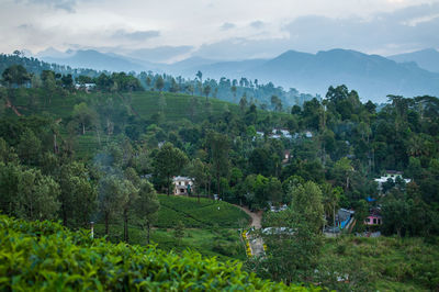 Scenic view of village amidst trees against sky