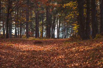 Trees in forest during autumn