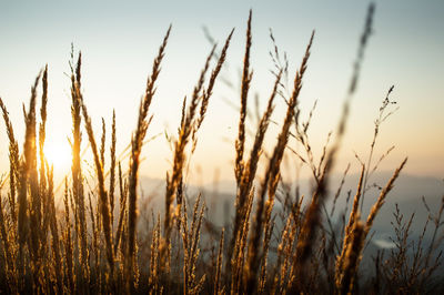 Close-up of stalks in field against sky