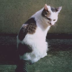 Close-up of cat sitting outdoors