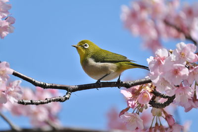 Low angle view of bird perching on cherry tree