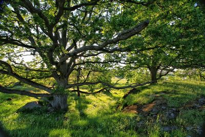 Trees in forest