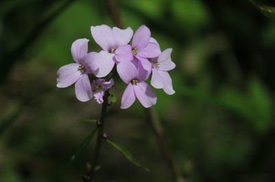 Close-up of purple flowering plant