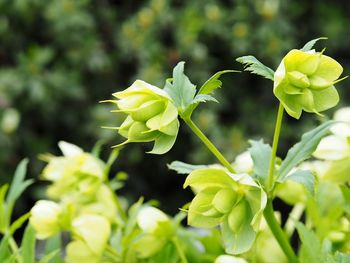 Close-up of flowering plant