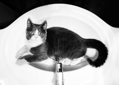 Close-up portrait of cat on bathroom sink