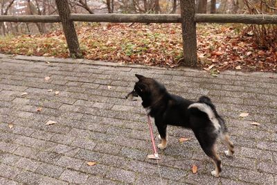 Black dog on footpath