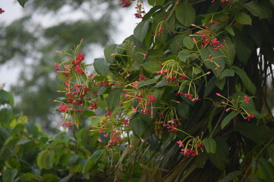 Close-up of red flowering plant