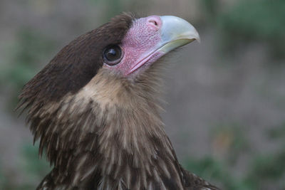 Close-up of eagle