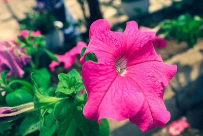 Close-up of pink flowering plant