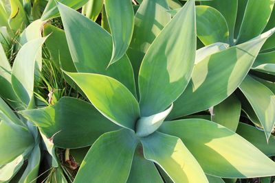 Close-up of fresh green plant