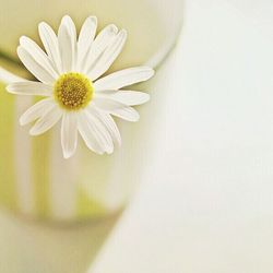 Close-up of white flowers