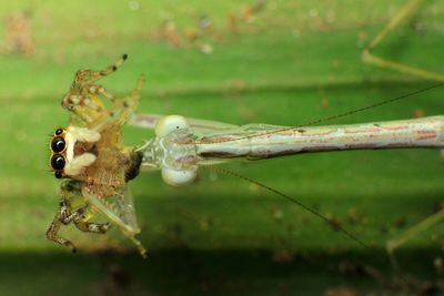 Close-up of insect