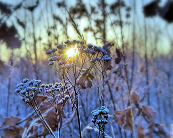 Close-up of snow on plant
