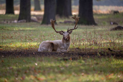 Deer in a field