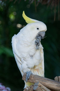 Close-up of parrot perching outdoors