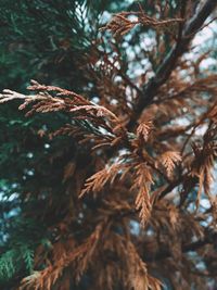 Low angle view of pine tree