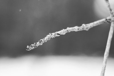 Close-up of snow on water