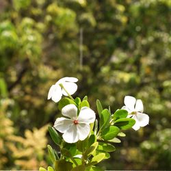 Close-up of white flowering plant