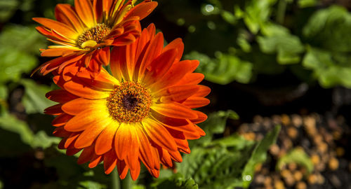 Close-up of orange flower
