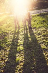 Sun shining through grassy field