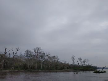 Scenic view of trees against sky