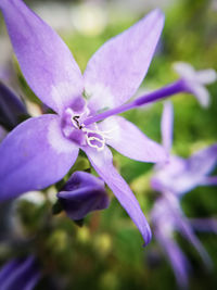 Close-up of purple flowering plant