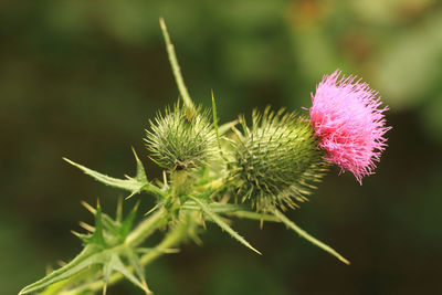 Close-up of pink flower buds