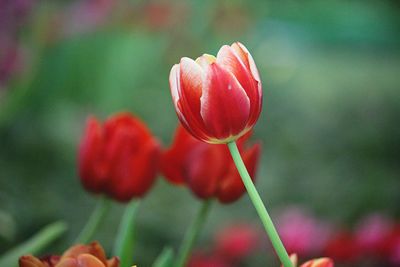 Close-up of red tulip