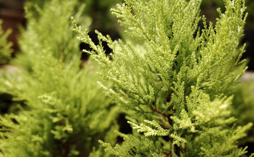 Close-up of fern leaves