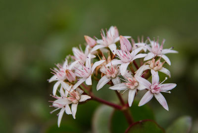 Close-up of pink flowers blooming outdoors