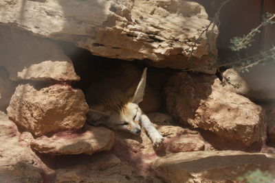 Animal hiding under rock formation