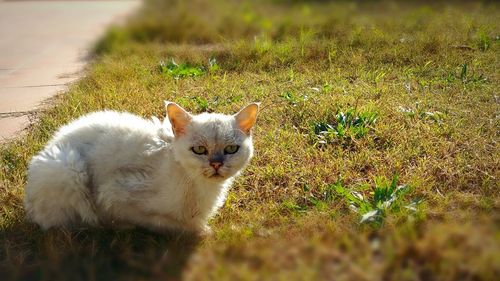 Portrait of cat on grass