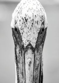 Close-up portrait of bird