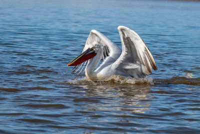 Swan swimming in lake