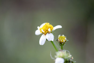 Close-up of insect on white flowering plant