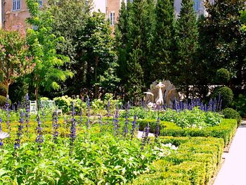 Plants growing in garden