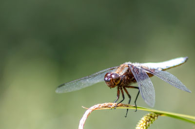 Macro of odonata libellula depressa with blue body as insect of the year 2001 and blue dragonfly