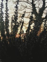 Close-up of trees during sunset