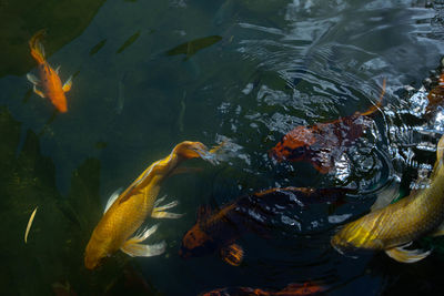 Fish swimming in sea