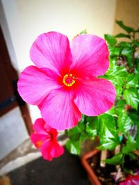 Close-up of pink hibiscus blooming outdoors