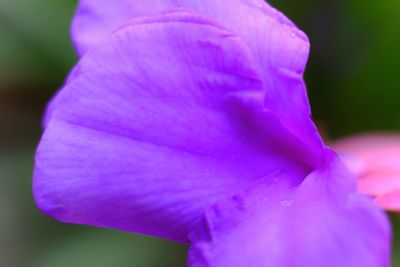 Close-up of pink flower