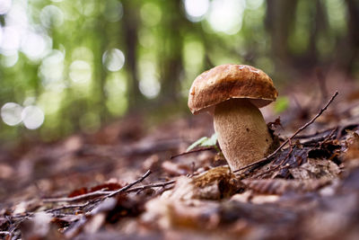 Close-up of mushroom growing on field