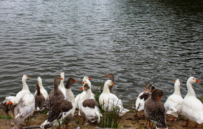 Swans and ducks in lake