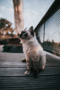 Close-up of a cat looking away