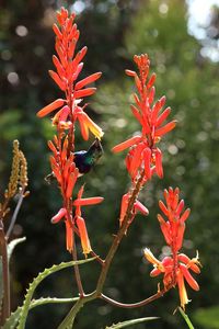 Close-up of red flowering plant