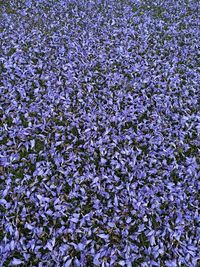 Full frame shot of purple flowering plants on field