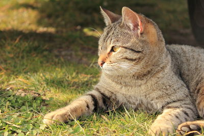 Close-up of cat sitting on grass